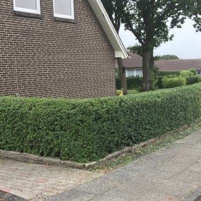 Hæk klipning billede 1